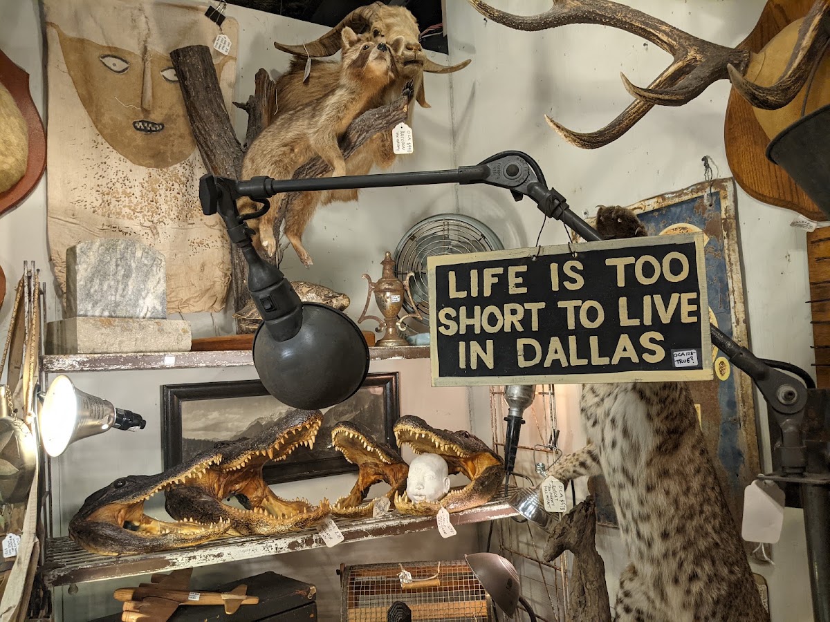 Crowded vintage and antique displays inside Uncommon Objects in South Austin
